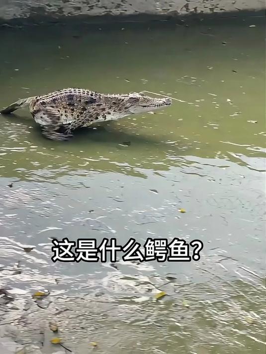 分享13种不同种类的鳄鱼,你都见过那几个呢