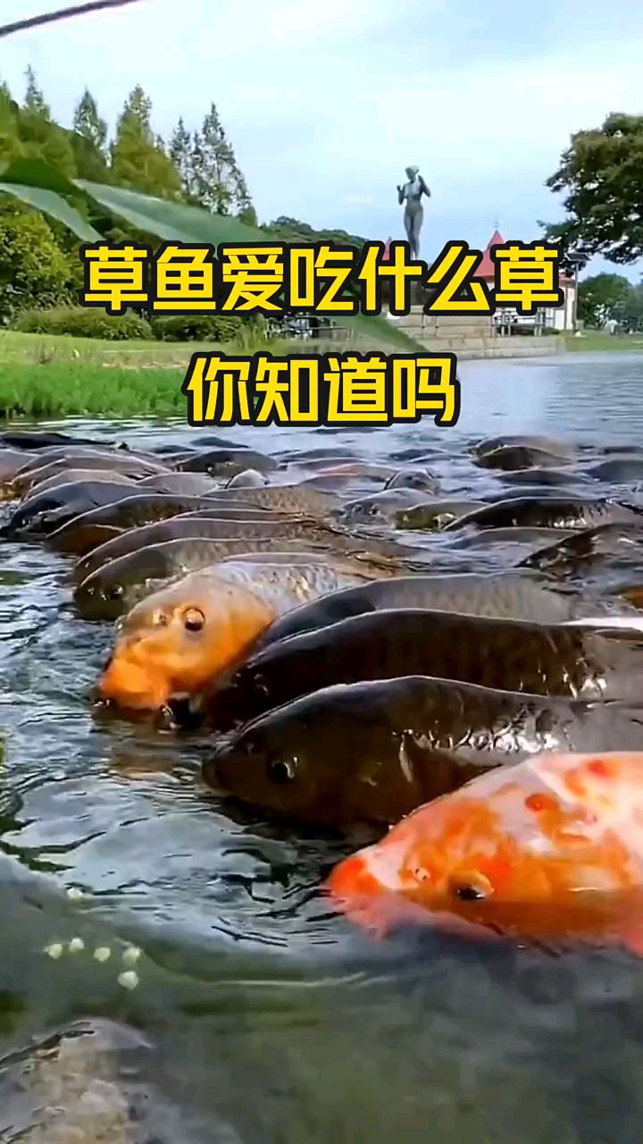 草鱼爱吃什么草