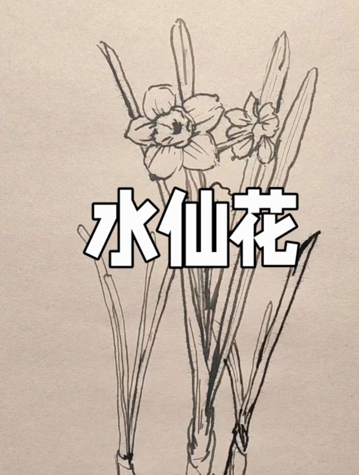 水仙花的线描速写画法,步骤轻松又简单