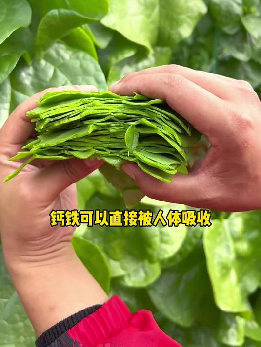 怎么种出好看又好吃的木耳菜