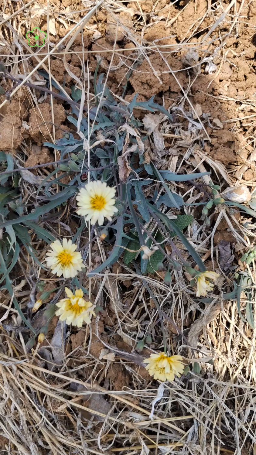 苦荬菜在你们那叫什么名字