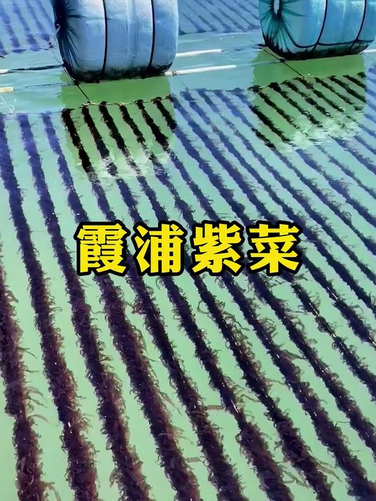 霞浦紫菜已经全部收割上来了 霞浦紫菜之乡