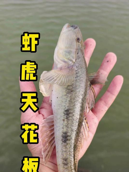 我是没见过这么大的虾虎