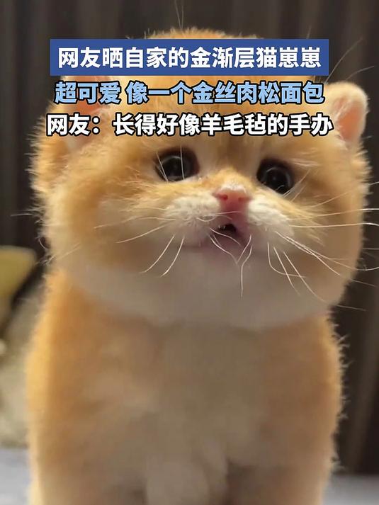 网友晒自家的金渐层猫崽崽,超可爱,像一个金丝肉松面包
