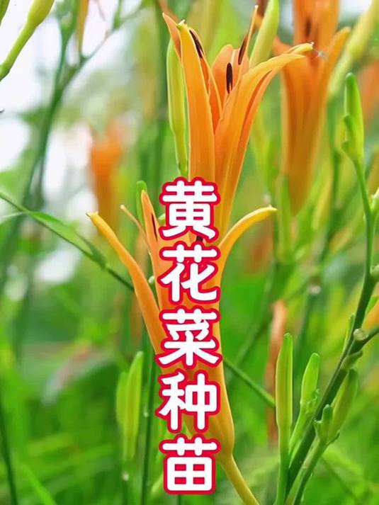 黄花菜种苗登场!盆栽地栽都行,院子种它一举两得