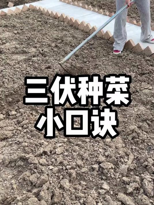 三伏天种菜必背口诀!简单好记,种啥都爆盆!