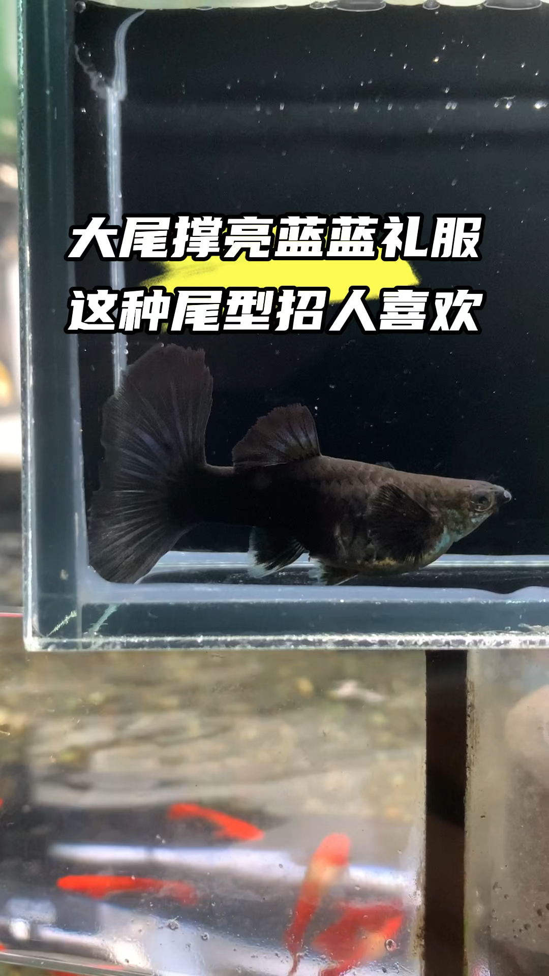 大尾撑亮蓝蓝礼服这种尾型我喜欢 #孔雀鱼 #观赏鱼 #热带鱼 #水族 #养鱼日记