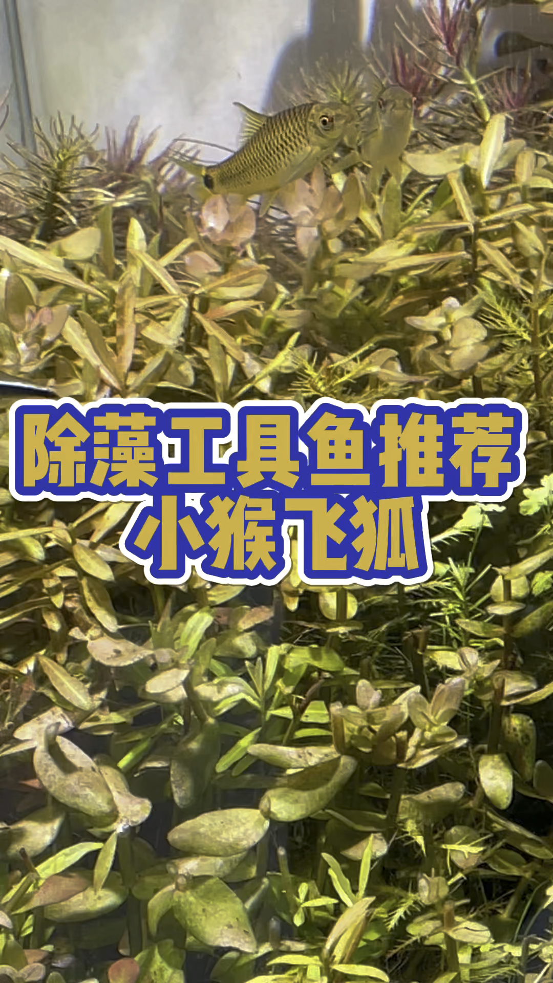 除藻工具鱼 小猴飞狐