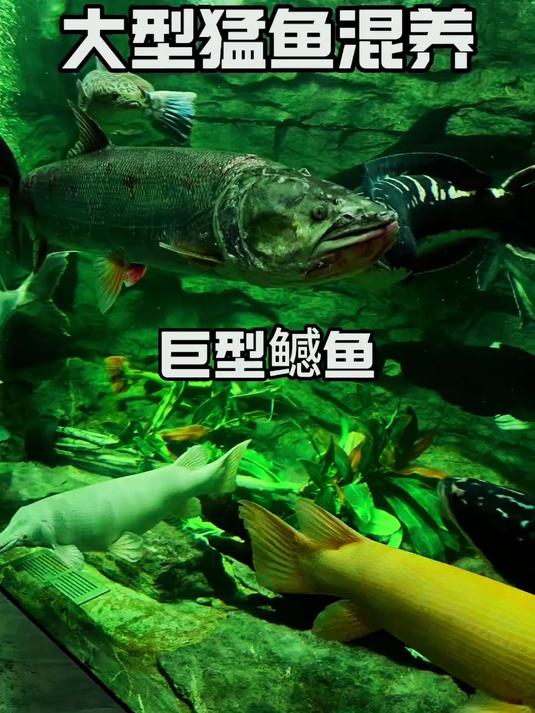 顶级掠食者巨型鳡鱼,绝境求生,与他鱼对峙,淡水战力巅峰