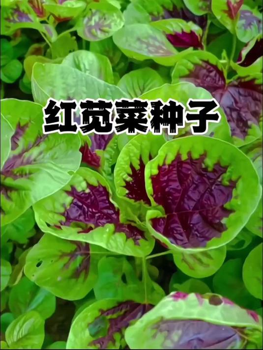必囤种菜佳品!红苋菜种子,打造专属红嫩苋菜繁茂的小世界