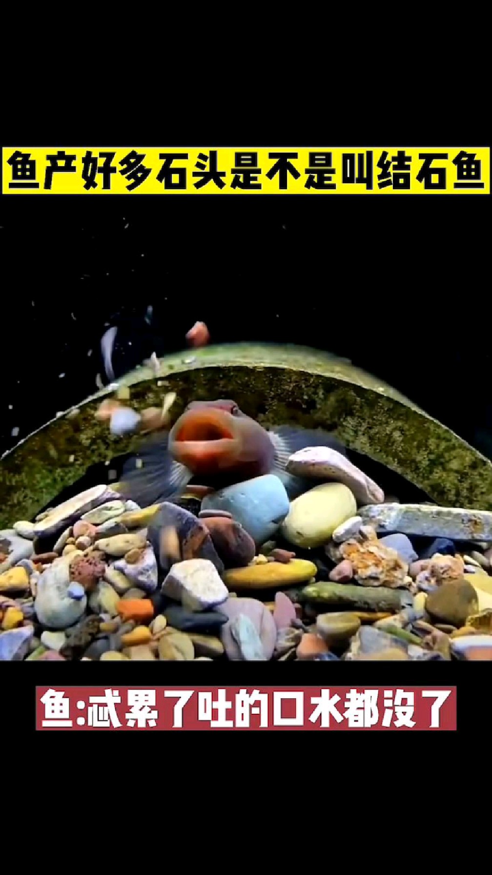 这鱼是叫结石鱼吧,吐舌头吐的嘴巴都肿了!
