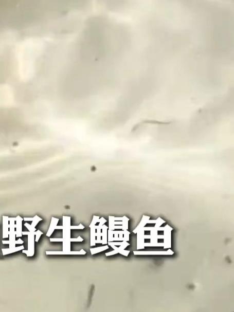 十年来都是这个价!被称作“水中软黄金”的江鳗1000元一斤