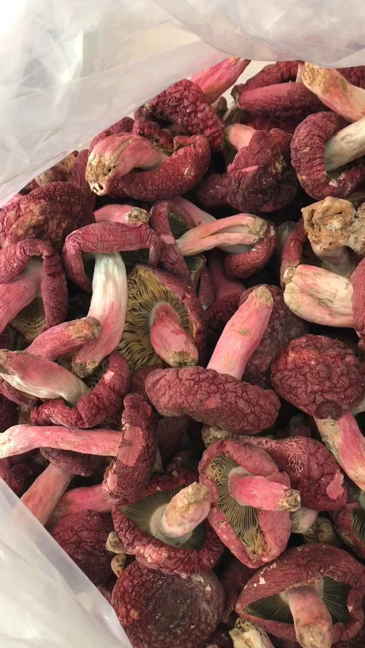 冬天来炖一锅热辣辣红菌汤,绝?
