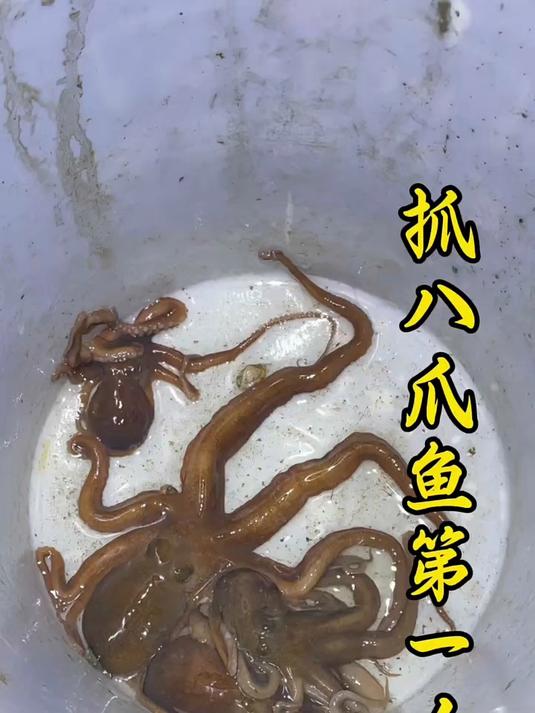 没抓过的，过来我带你抓八爪鱼！