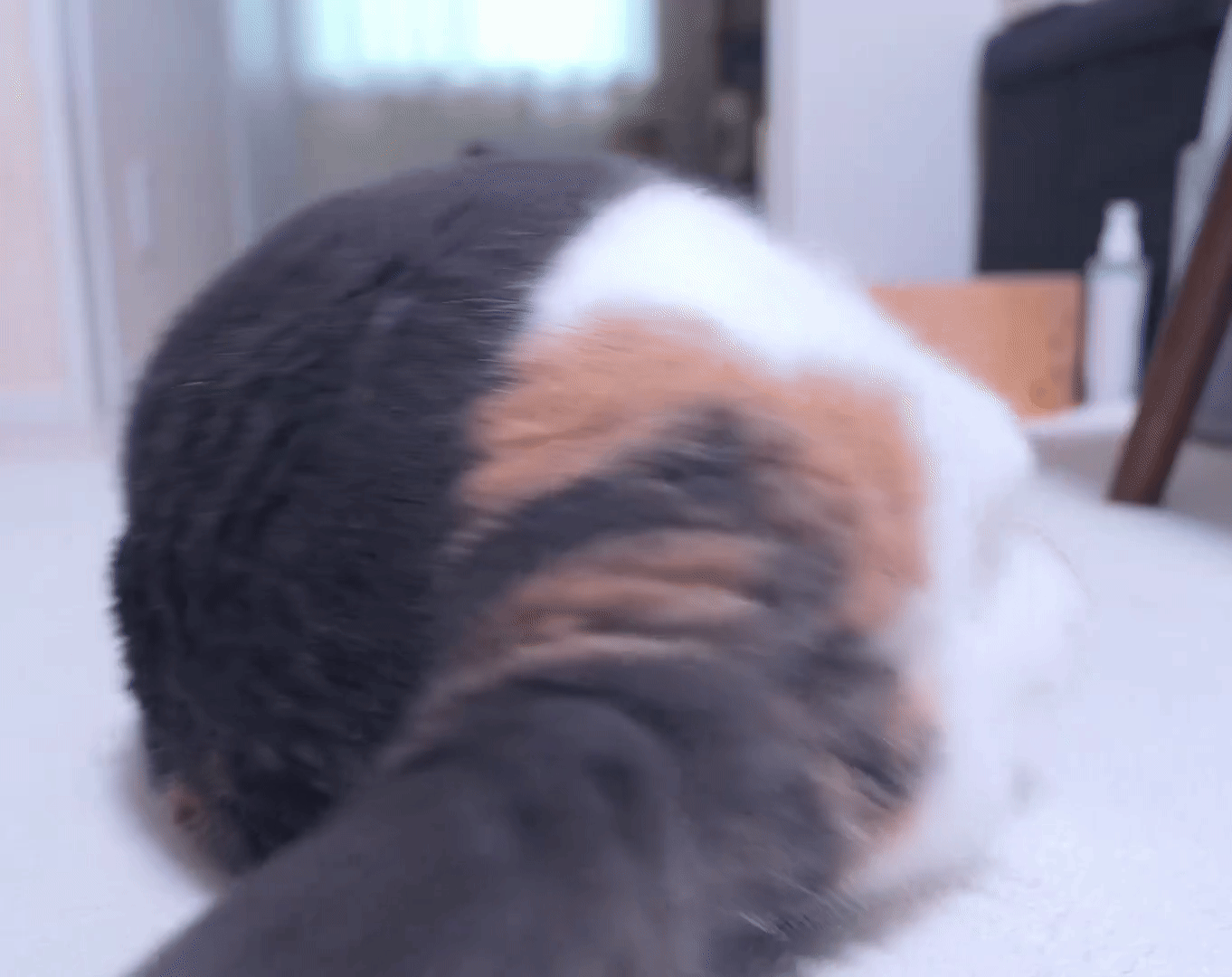 3DM����һ�̵�1693�� Ů��ϲ����ļ�����ʾ��