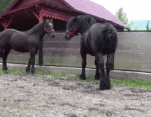 3DM����һ�̵�1699�� ��˿��ȹ��Ů�������Ǵ���