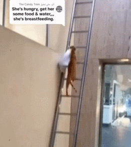 3DM����һ�̵�1699�� ��˿��ȹ��Ů�������Ǵ���