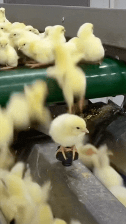 3DM轻松一刻第1699期 白丝短裙美女跳舞真是带劲