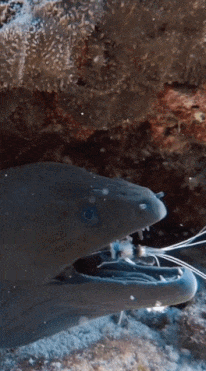 3DM轻松一刻第1699期 白丝短裙美女跳舞真是带劲