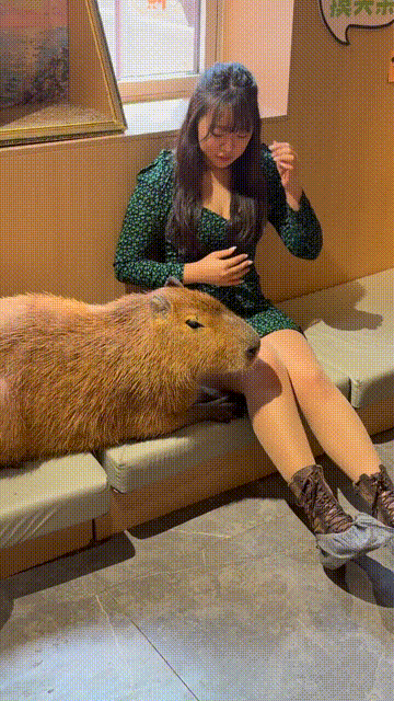 ��һ�ں���ͼ�Ʒ�ϵ�� ԭ��˿�໬˿����Ů����è