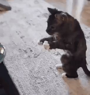 ��һ�ں���ͼ�Ʒ�ϵ�� ԭ��˿�໬˿����Ů����è