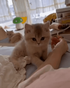 ��һ�ں���ͼ�Ʒ�ϵ�� ԭ��˿�໬˿����Ů����è