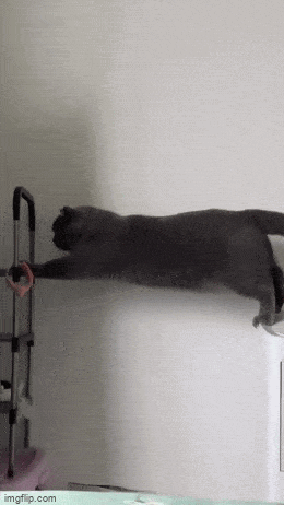 轻松一刻第1608期 这是你女朋友当伴娘的样子