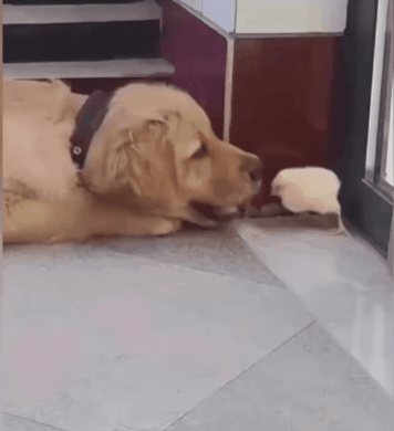 轻松一刻第1608期 这是你女朋友当伴娘的样子