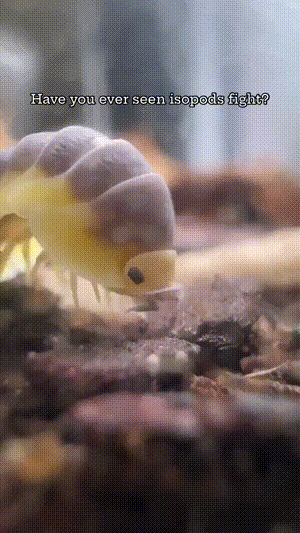 3DM����һ�̵�1608�� ������Ů���ѵ����������