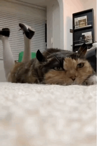 3DM����һ�̵�1675�� �������ɹ�������ֻ���