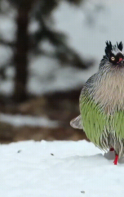 ��һ�ں���ͼ�Ʒ�ϵ�� ��Ů�²������������ʱ��