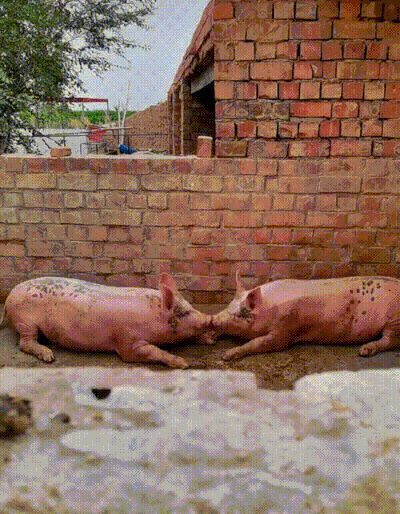 3DM����һ�̵�1681�� ��˿������Ů�ں�������