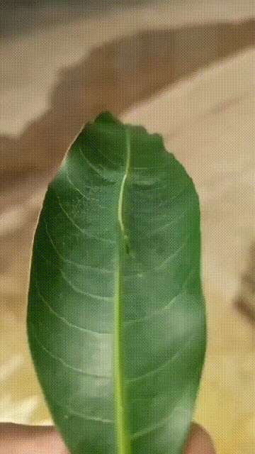3DM轻松一刻第1733期 羡慕狗子趴在美女胸前！