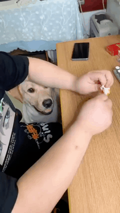 3DM輕松一刻第1733期 羨慕狗子趴在美女胸前！