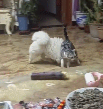 3DM轻松一刻第1734期 给猫猫穿瑜伽裤让人笑不停
