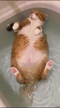 3DM轻松一刻第1734期 给猫猫穿瑜伽裤让人笑不停