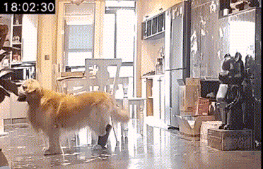 3DM轻松一刻第1734期 给猫猫穿瑜伽裤让人笑不停