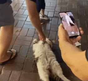 3DM轻松一刻第1734期 给猫猫穿瑜伽裤让人笑不停
