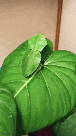 轻松一刻第1610期 美女来郊游真是美美哒！