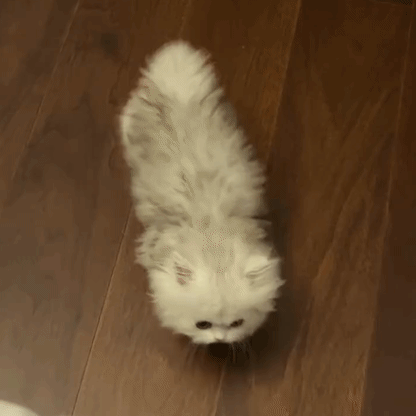 3DM����һ�̵�1613�� ����Ů���ֱ���Ҫע��ʲô