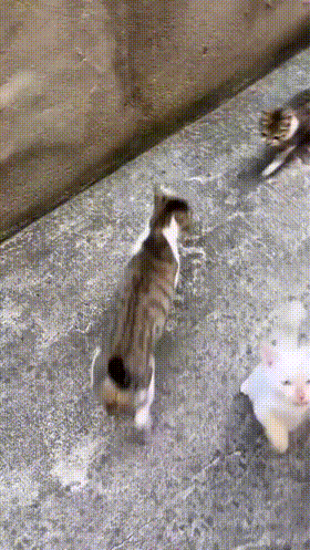 3DM����һ�̵�1613�� ����Ů���ֱ���Ҫע��ʲô