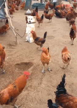 3DM����һ�̵�1615�� �������������Ƕ�ô�Ҹ���