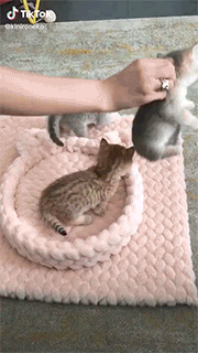 轻松一刻第1618期 柔韧性强可以变换更多姿势