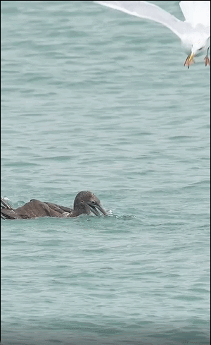 3DM輕松一刻第1619期 看得出美女使出了全身力氣
