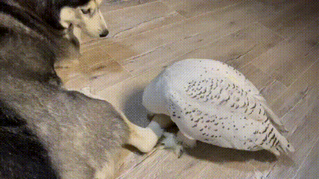 3DM����һ�̵�1621�� ���ȵ�С���˭��ϲ����