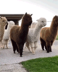 3DM����һ�̵�1624�� ��������ǰ�λ����Ƶģ�