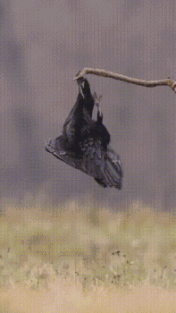 3DM����һ�̵�1635�� һ��Ů��Ӳ�ǿ��������˺�