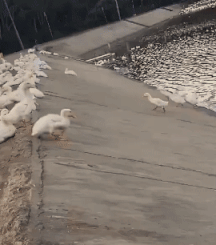 3DM����һ�̵�1642�� ��Ů��β��Ϊ�λ��Զ�����