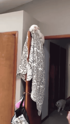 3DM����һ�̵�1642�� ��Ů��β��Ϊ�λ��Զ�����