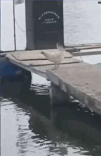 3DM����һ�̵�1642�� ��Ů��β��Ϊ�λ��Զ�����